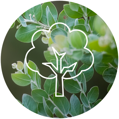 A photo of Australian native tree foliage with a white graphic of a tree placed over the top, indicating that 1% of profits are donated to Greening Australia