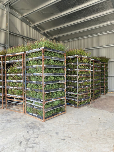 Reforestation projects
