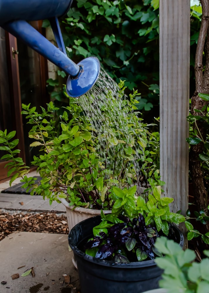 A rainwater can filled with Food2Soil biofertiliser, watering a happy mint plant.