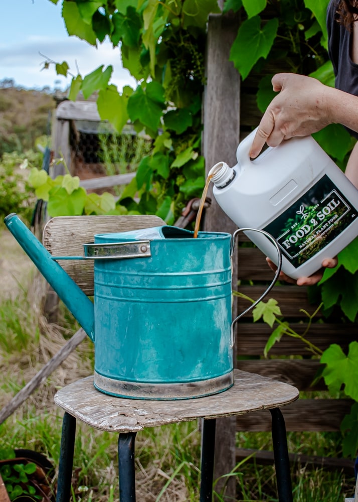 A hand pouring some Food2Soil All-Purpose Liquid Biofertiliser into a metal watering can.