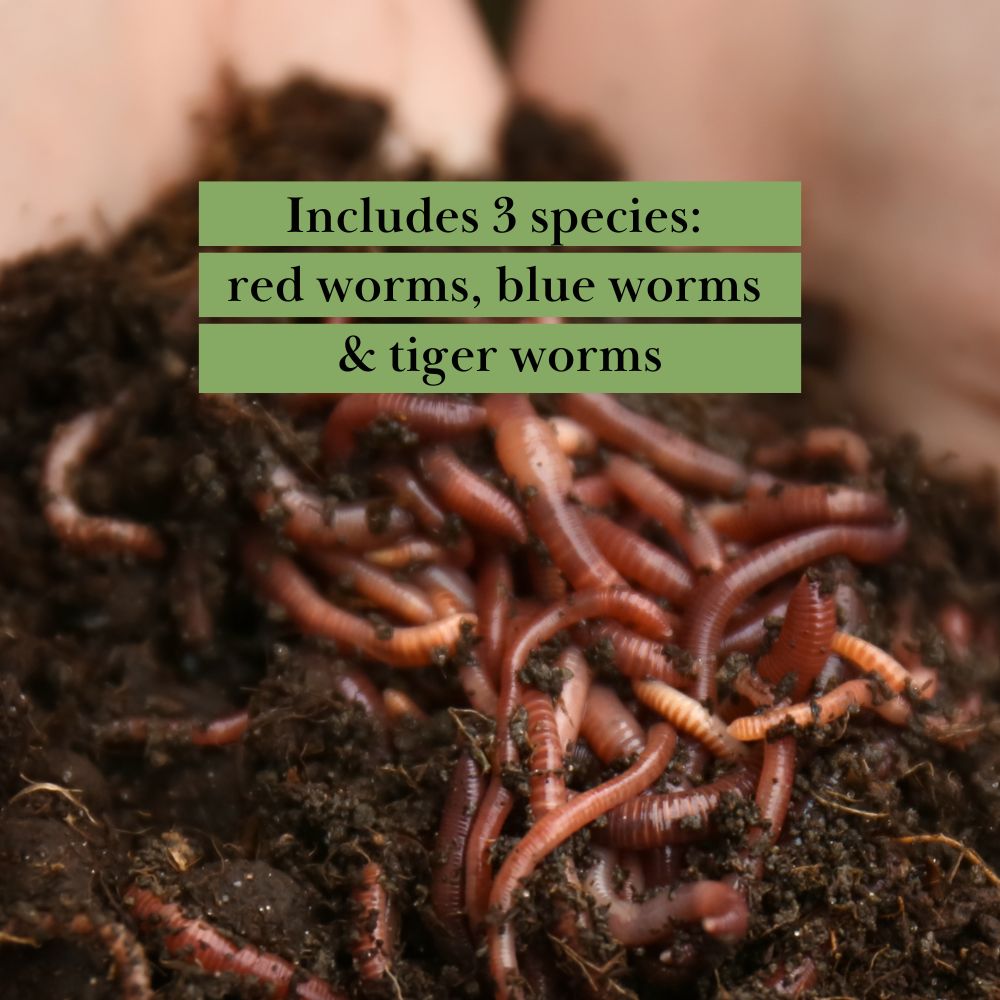 Live Worms Starter Pack | 3 Species | 1,000 or 4,000 Worm Packs – Food2Soil