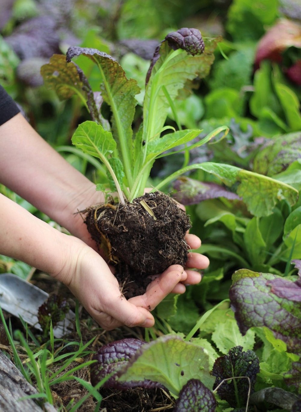 Hands holding a thriving veggie seedling